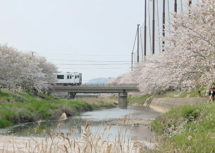 A train crossing a bridge in Fukuoka, with blooming cherry blossom alongside a river.